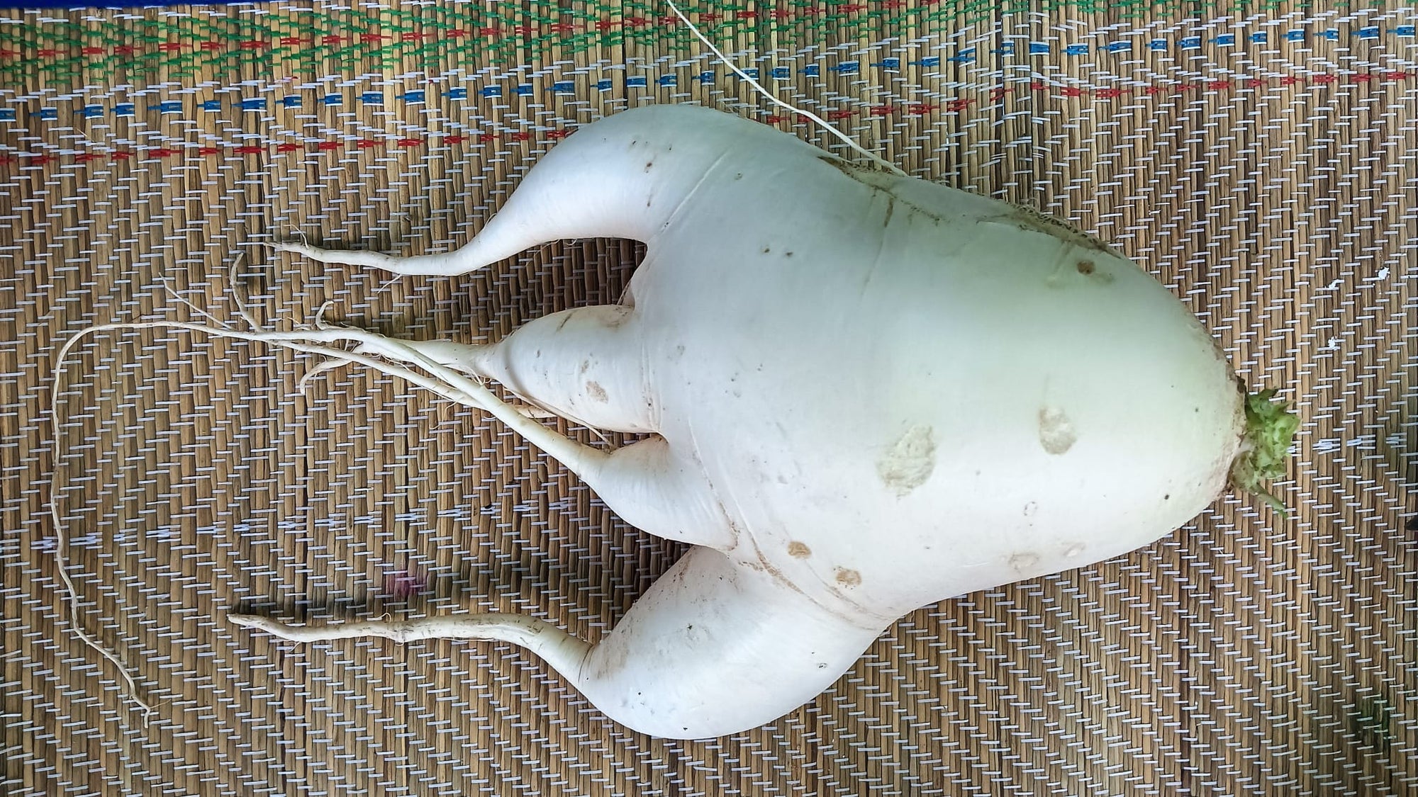 春節 Farm to Table 白蘿蔔 - Nature Play in the City 