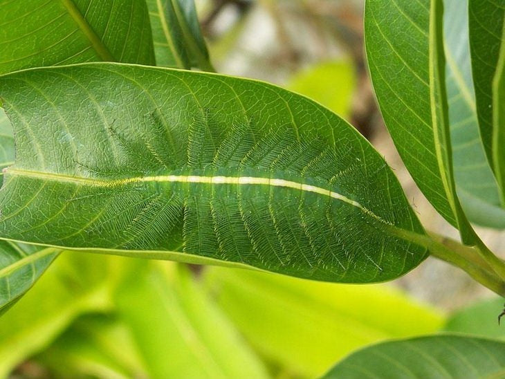 小昆蟲大世界