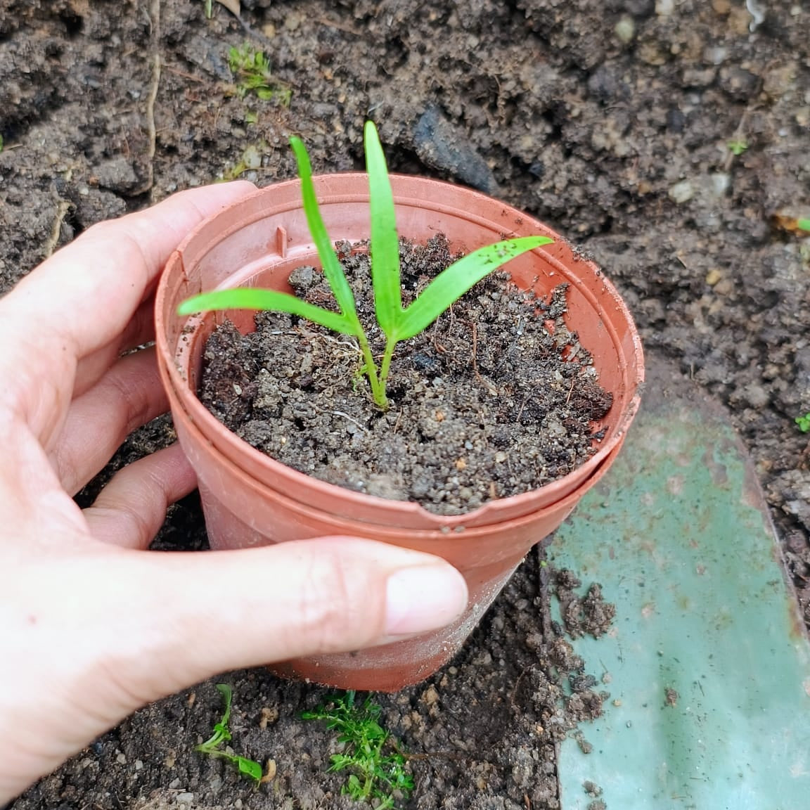 做個小農夫 (18 小時)